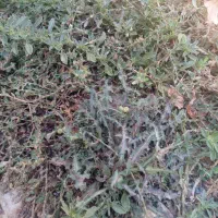کاه لوبیا چیتی درجه 1