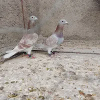 طوطی بسیار زیبا وخوشکل|پرنده|تایباد, |دیوار