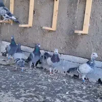 پرنده|پرنده|جغتای, |دیوار