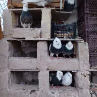 کبوتر طوقی