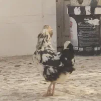 مرغ و خروس گلین|حیوانات مزرعه|باوی, |دیوار