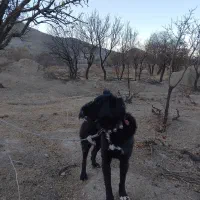 سگ قدریجونی همه چی تمام درشت