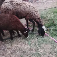 میش و بره درشت بره ها علفخور قیمت استثنایی
