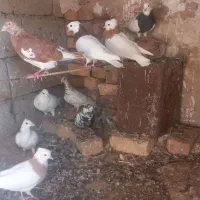 12عددکفترفروشی|پرنده|بردسکن, |دیوار