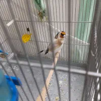 سهره عالی خلخال