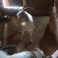 دو راس بز سانن حامله درجه یک