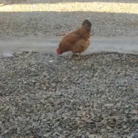 مرغ لاری|حیوانات مزرعه|سقز, |دیوار