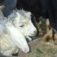 فروش چندراس کهره نر وماده (کوچولو)