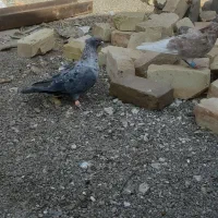 کبوتر‌ موشی