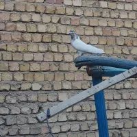 تعدادی کفتر،کاشونی،تهرونی،پلاکی و دوبحر اصفهانی