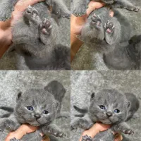 اسکاتیش بلو