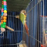 پرنده برزیلی