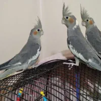 جوجه عروس هلندی نر سخنگو