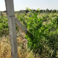 فروش باغچه انگور ۱۶۵۰متری داربستی|فروش زمین و ملک کلنگی|هشتگرد, شهرک دانش|دیوار