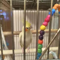 عروس هلندی مولد نر و ماده با پنج تخم