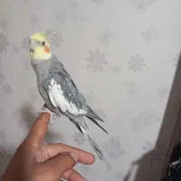 عروس هلندی نر همراه قفس