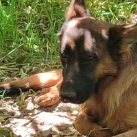 واگذاری ژرمن شپرد شولاین|سگ|نیشابور, مازول|دیوار