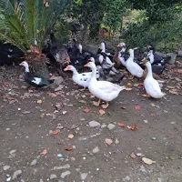 فروش اردک محلی و اسرائیلی و قاز و بوغلمون|حیوانات مزرعه|پرهسر, |دیوار