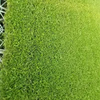 نشاء گوجه|گل و گیاه طبیعی|قزوین, |دیوار