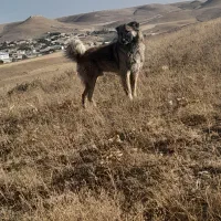 سگ کله|سگ|گل تپه, |دیوار