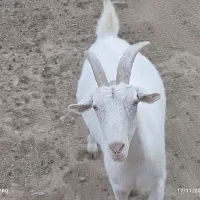 دام|حیوانات مزرعه|امیرآباد, |دیوار