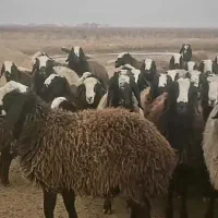 گوسفند اصیل شال|حیوانات مزرعه|اصفهان, دانشگاه اصفهان|دیوار