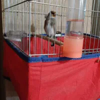 کرمونی|پرنده|مرودشت, ژیان|دیوار