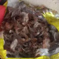 پرغاز