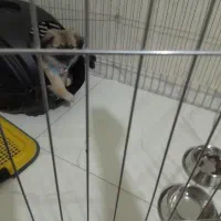 سگ جیبی پودل وپامر|سگ|تهران, خانی آباد نو جنوبی|دیوار