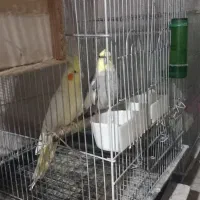 عروس هلندی|پرنده|شاهینشهر, فیض|دیوار