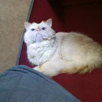 گربه پرشین نر برای جفت گیری|گربه|رشت, توشیبا|دیوار