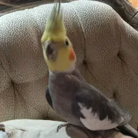 طوطی هلندی|پرنده|سهند, |دیوار