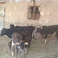 3عدد گوساله نر