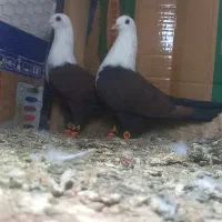 دو جفت کربلایی و تعداد ماده کربلایی