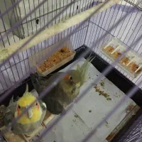 عروس هلندی نر ماده جفت|پرنده|پاکدشت, پاکدشت (مامازند)|دیوار