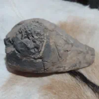 سنگ فسیل|کلکسیون اشیاء عتیقه|کرمانشاه, |دیوار