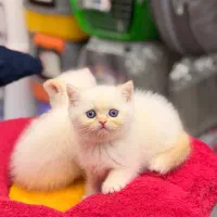 بریتیش گلدن پوینت