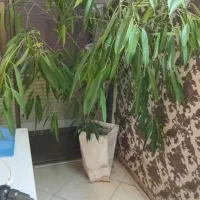 3 نوع بنجامین