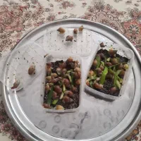 حلزون