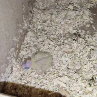 عروس هلندی جفت خرده مولد|پرنده|نسیمشهر, |دیوار