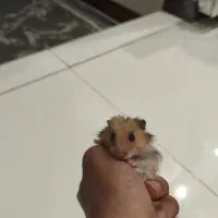 همستر نژاد سوری مو بلند