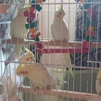 عروس هلندی|پرنده|تهران, دهونک|دیوار