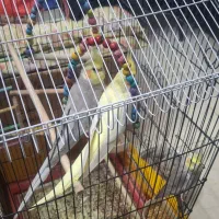 سلام سه جفت عروس هلندی کار داده وسخنگو