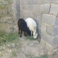 ۲ عدد بره نر فروشی دونه ۱۰ میلیون