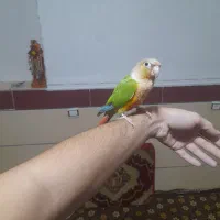 طوطی گرینچیک