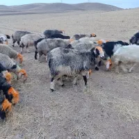 گوسفند