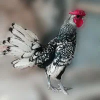 مرغ و خروس مینیاتوری سبرایت