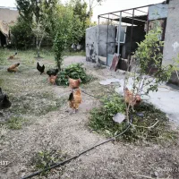 مرغ فریک جوان تخم گذار