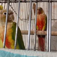 طوطی گرینچیک|پرنده|رفسنجان, |دیوار