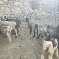 میش|حیوانات مزرعه|دوگنبدان, |دیوار